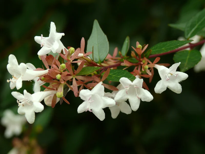 Glossy Abelia growing in a UK garden