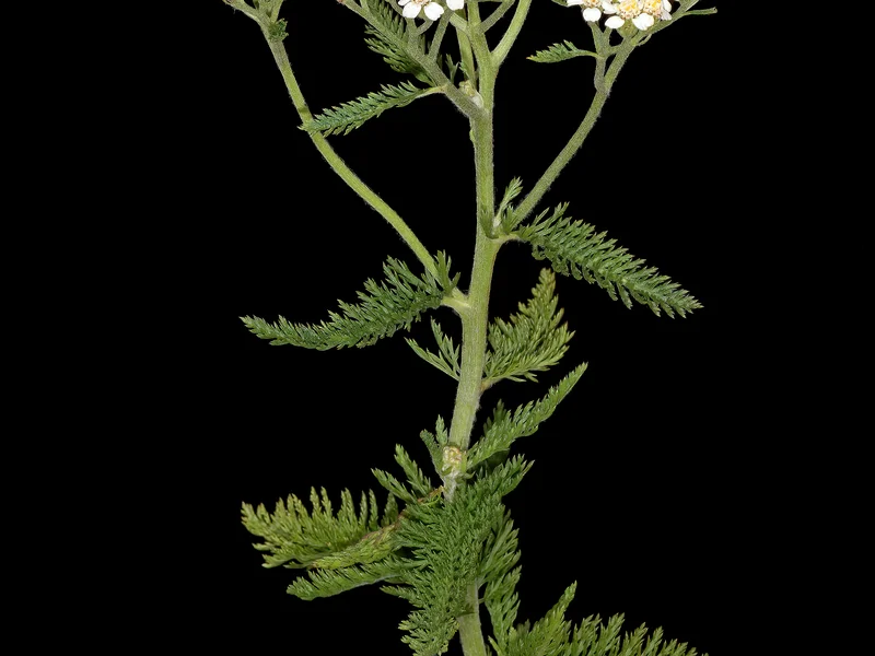 Yarrow growing in a UK garden
