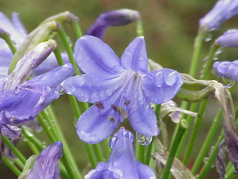 African Lily growing in a UK garden