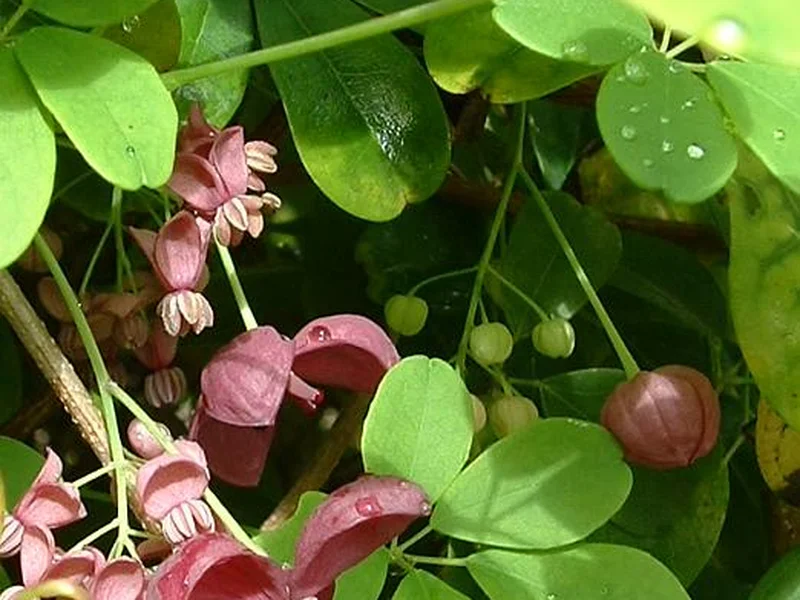Chocolate Vine growing in a UK garden