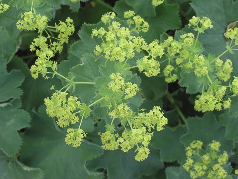 Lady's Mantle growing in a UK garden