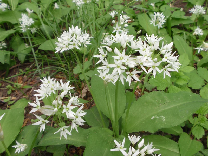 Allium 'Globemaster' growing in a UK garden