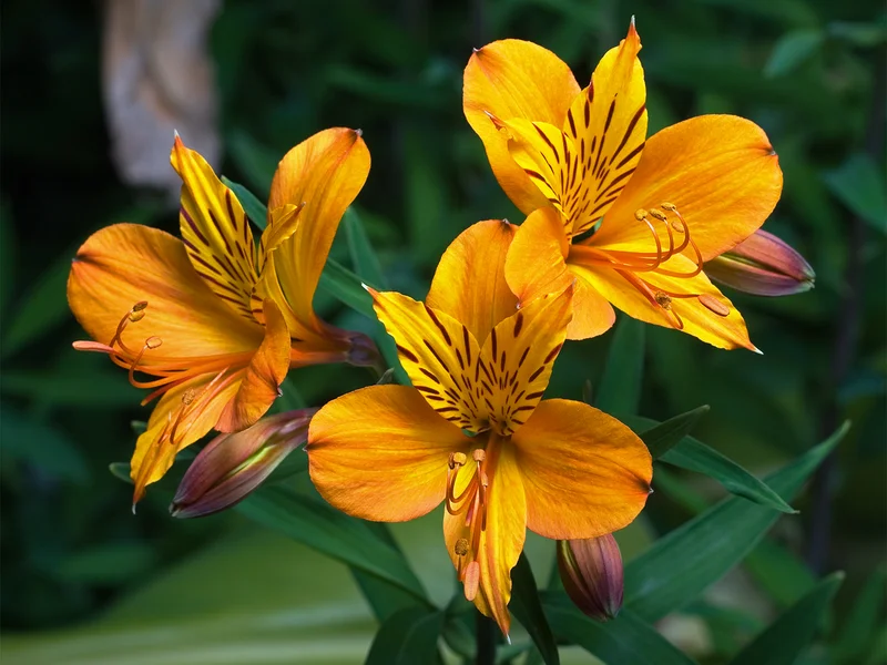 Peruvian Lily growing in a UK garden