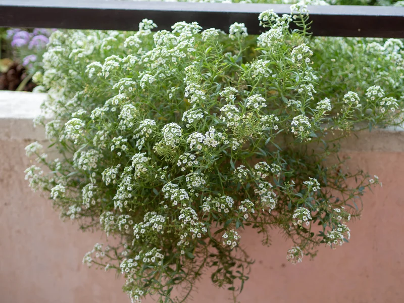 Sweet Alyssum growing in a UK garden