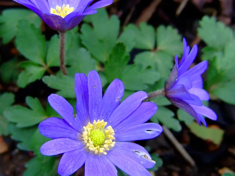 Wood Anemone growing in a UK garden