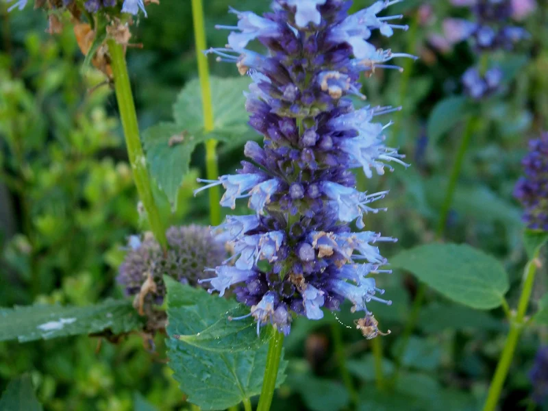 Anise Hyssop growing in a UK garden