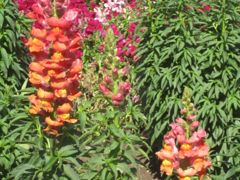 Snapdragon growing in a UK garden