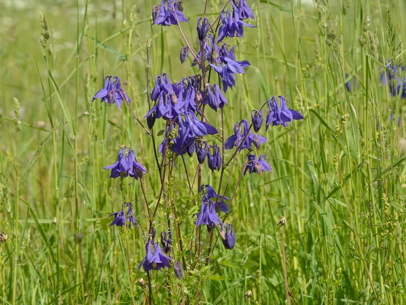 Columbine growing in a UK garden