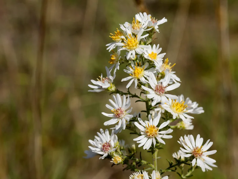 Michaelmas Daisy growing in a UK garden