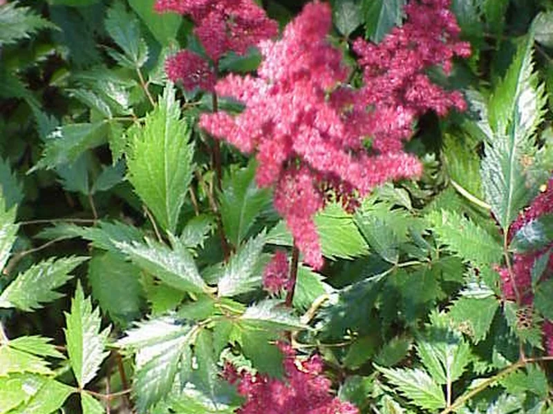 Astilbe growing in a UK garden