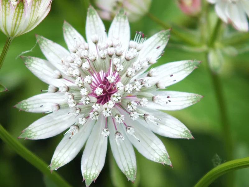 Astrantia growing in a UK garden