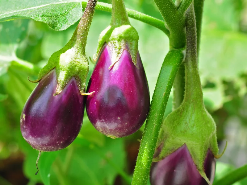 Aubergine growing in a UK garden