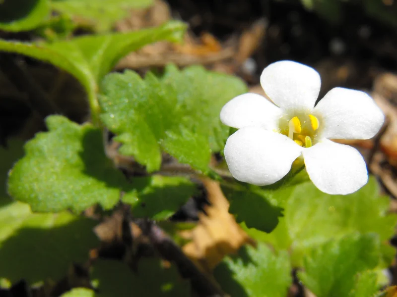 Bacopa growing in a UK garden