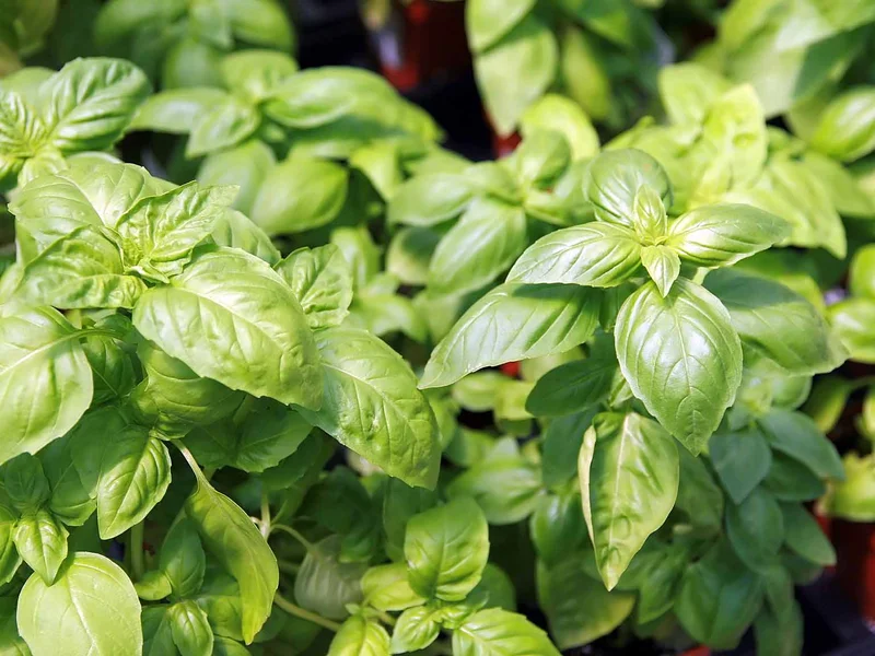 Basil growing in a UK garden