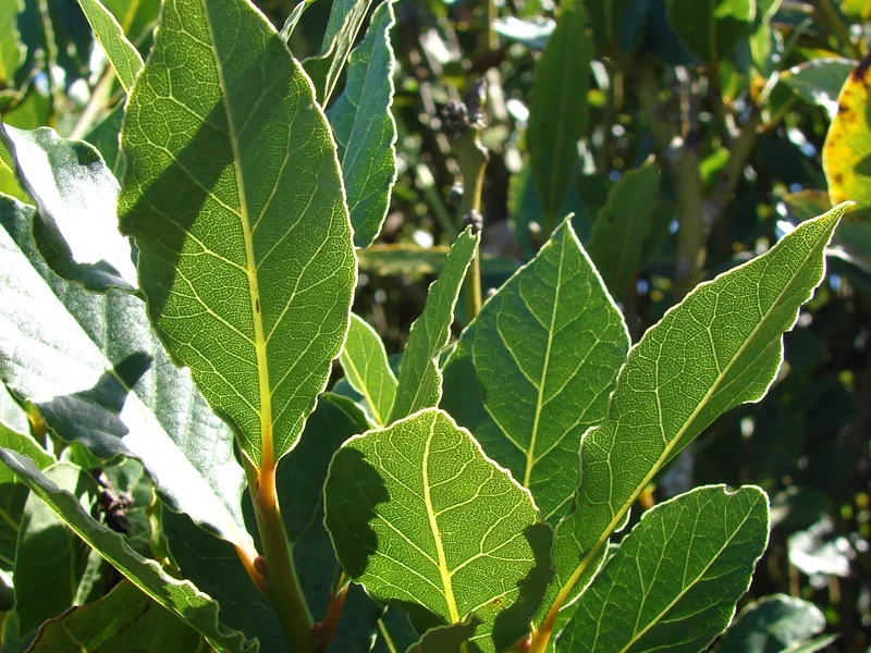 Bay growing in a UK garden