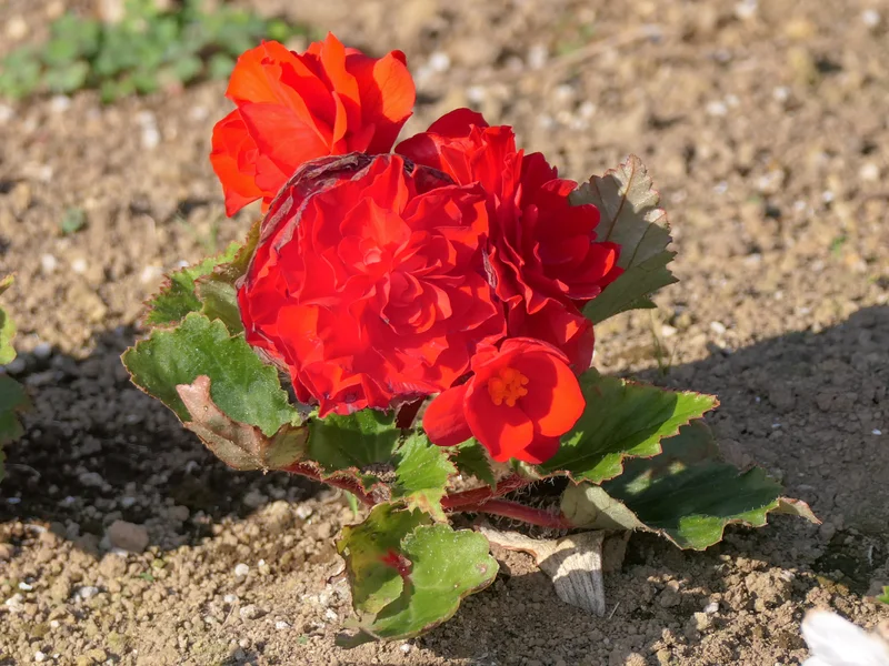 Tuberous Begonia growing in a UK garden