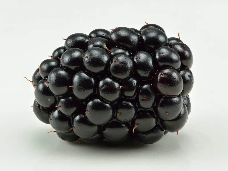 Blackberry growing in a UK garden