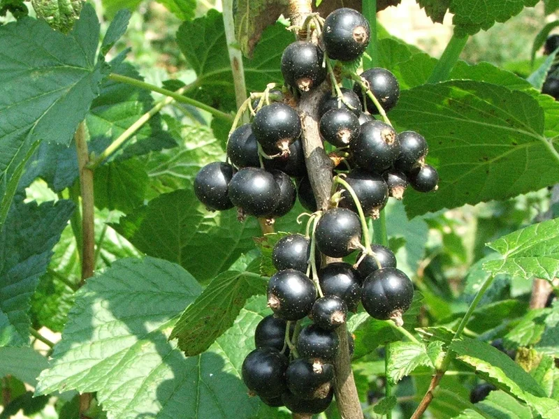 Blackcurrant growing in a UK garden