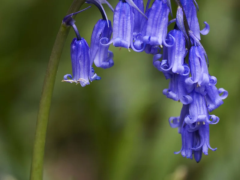 English Bluebell growing in a UK garden