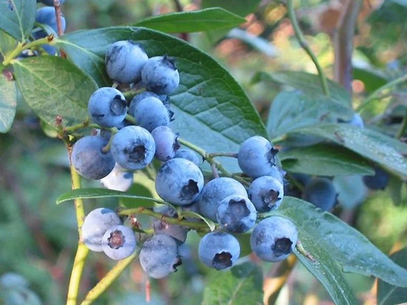 Blueberry growing in a UK garden