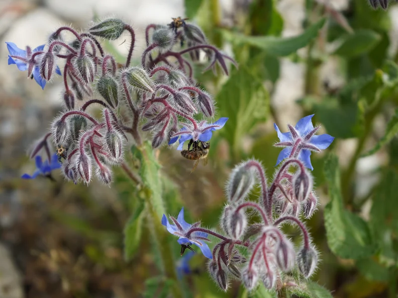 Borage growing in a UK garden