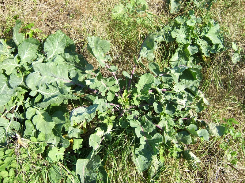 Broccoli growing in a UK garden