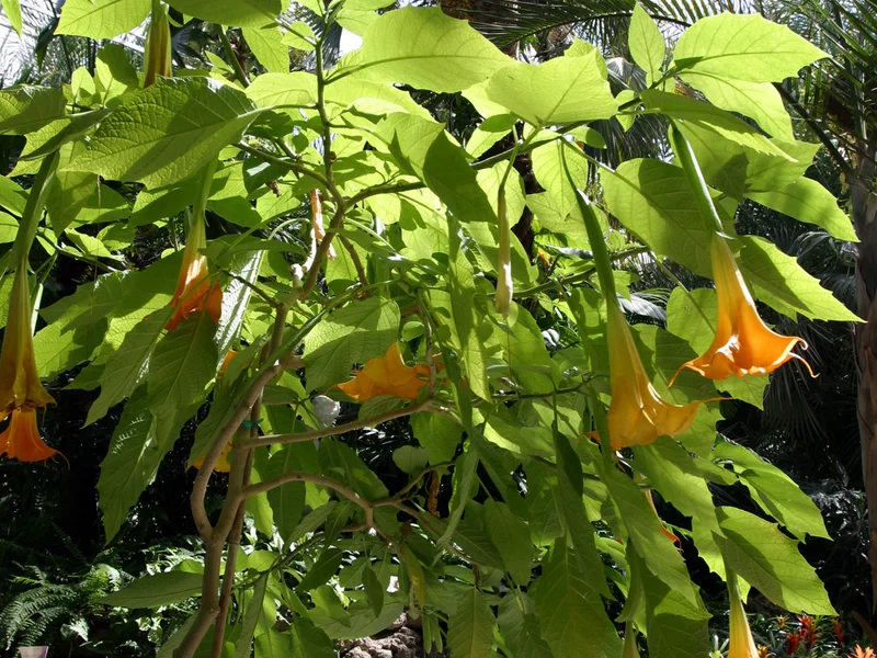 Brugmansia growing in a UK garden