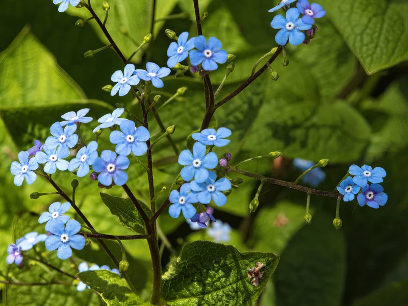 Siberian Bugloss growing in a UK garden