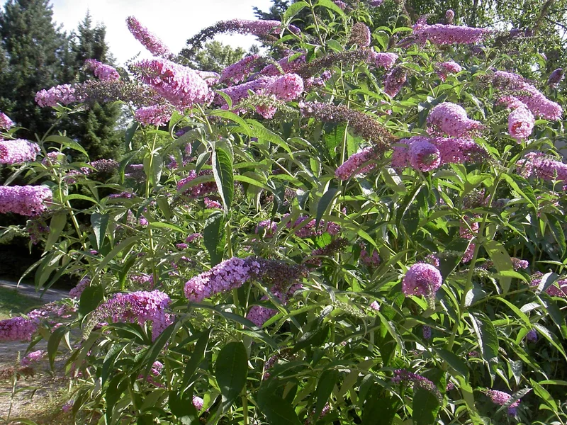 Buddleia growing in a UK garden
