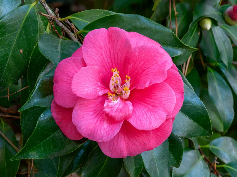 Camellia growing in a UK garden