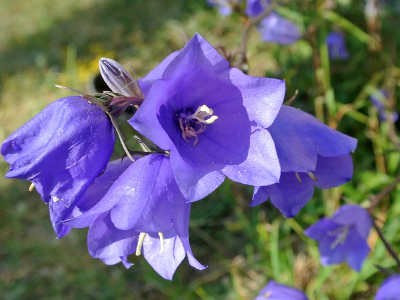 Bellflower growing in a UK garden