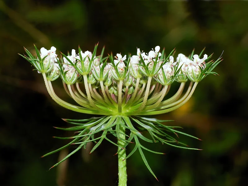 Carrot growing in a UK garden