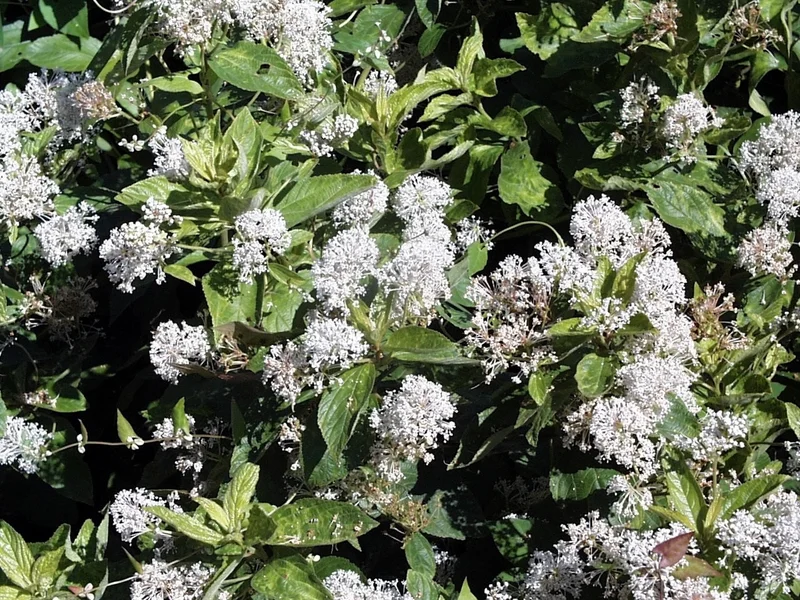 California Lilac growing in a UK garden