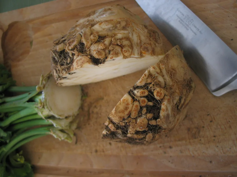 Celeriac growing in a UK garden