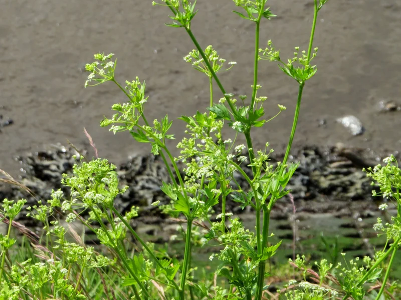 Celery growing in a UK garden