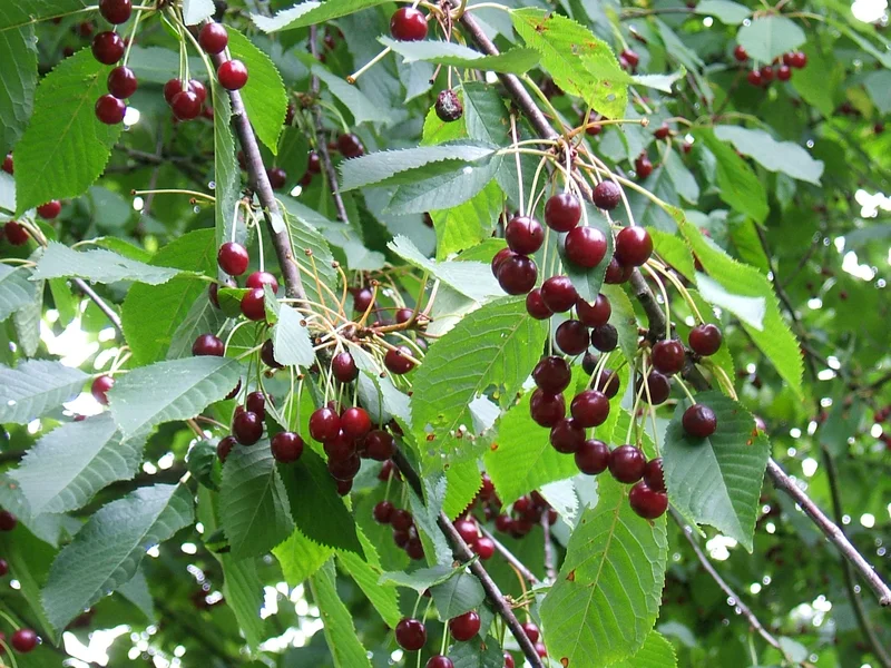 Cherry growing in a UK garden