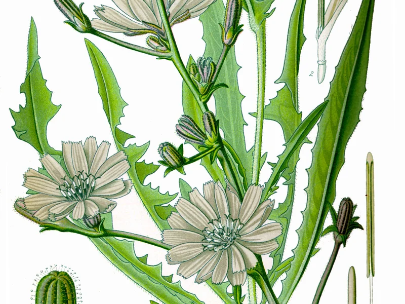 Chicory growing in a UK garden