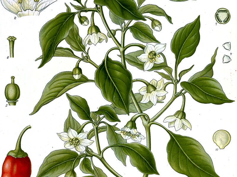 Chilli growing in a UK garden