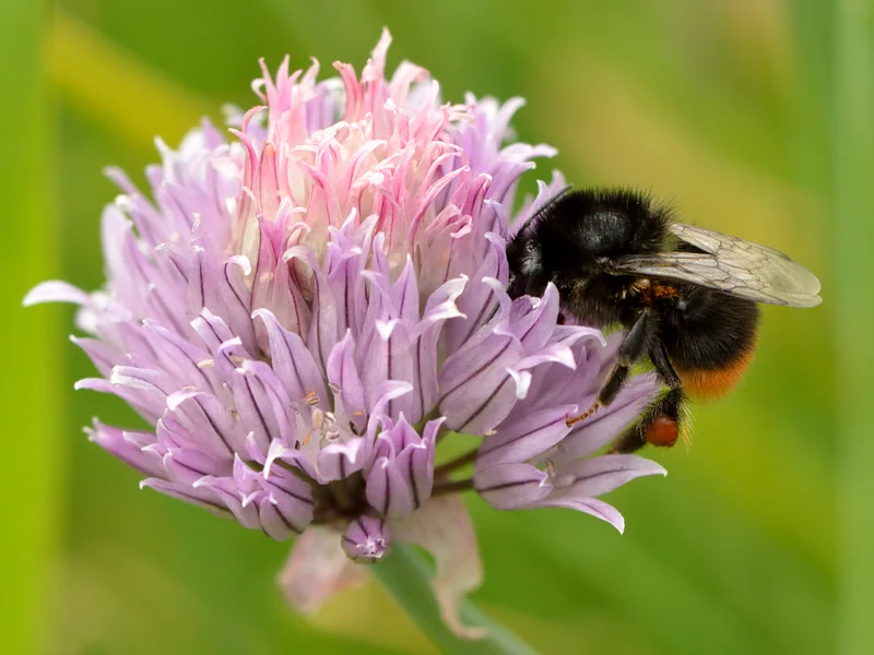 Chives growing in a UK garden