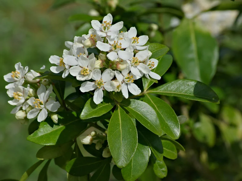 Mexican Orange Blossom growing in a UK garden