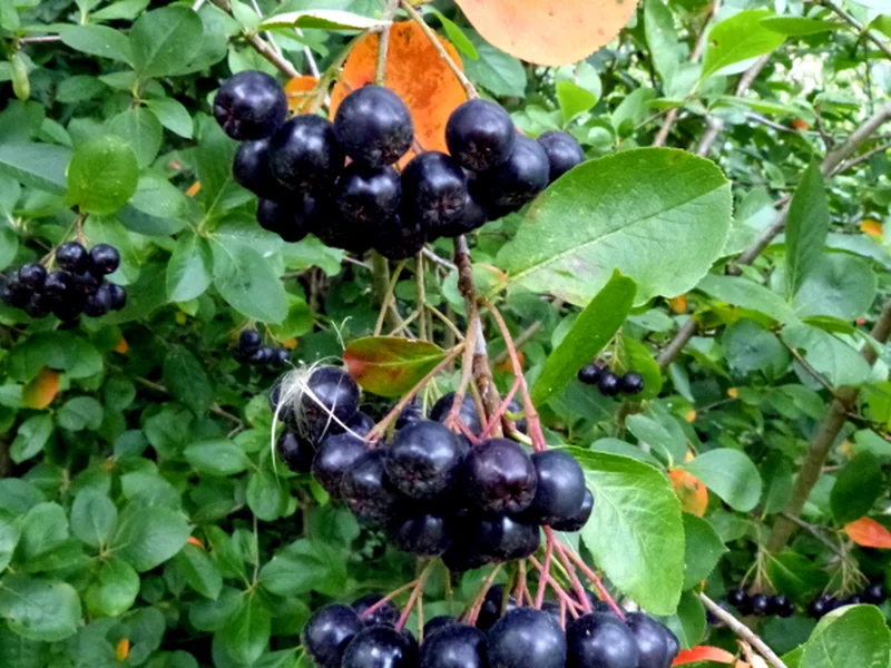 Chokeberry growing in a UK garden