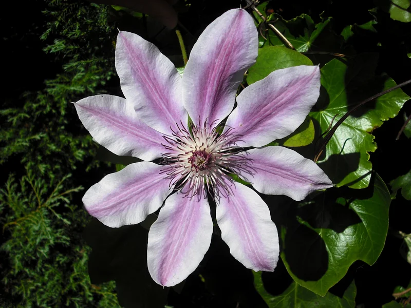 Clematis growing in a UK garden