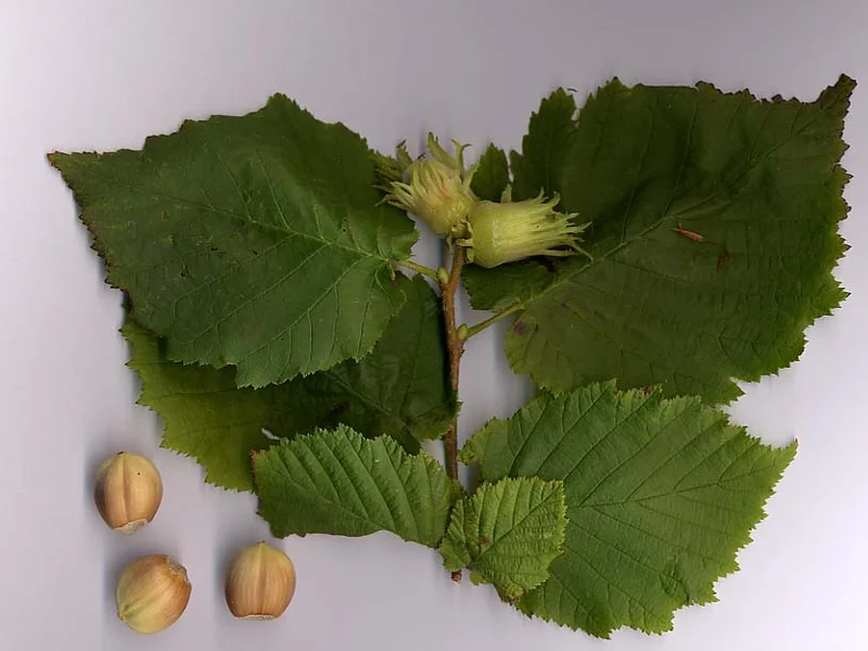 Cobnut / Hazelnut growing in a UK garden