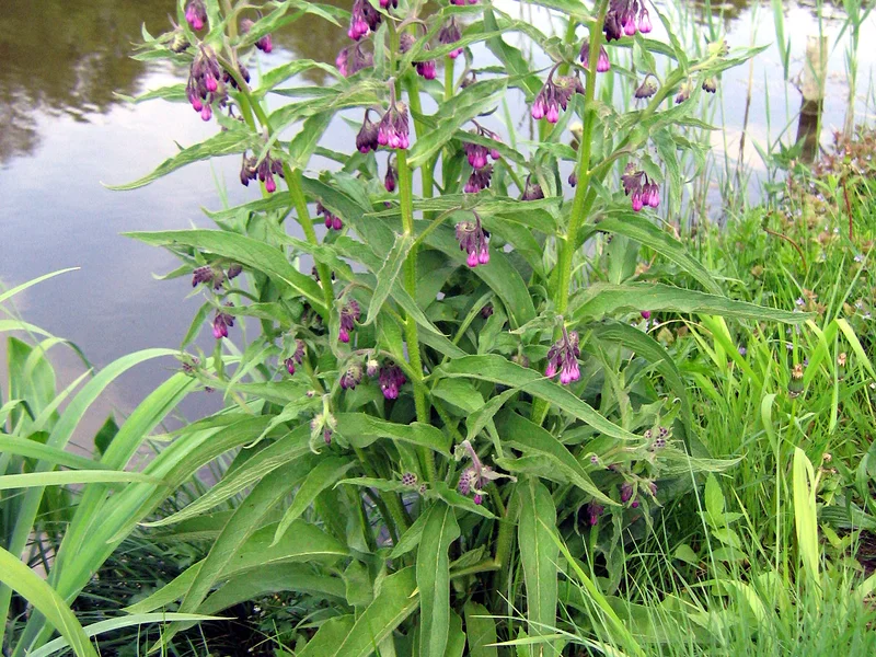 Comfrey growing in a UK garden
