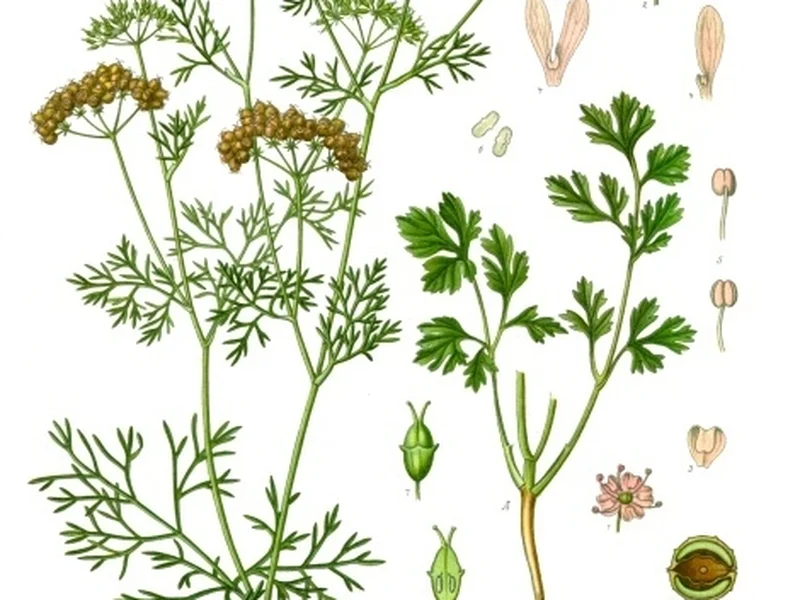 Coriander growing in a UK garden