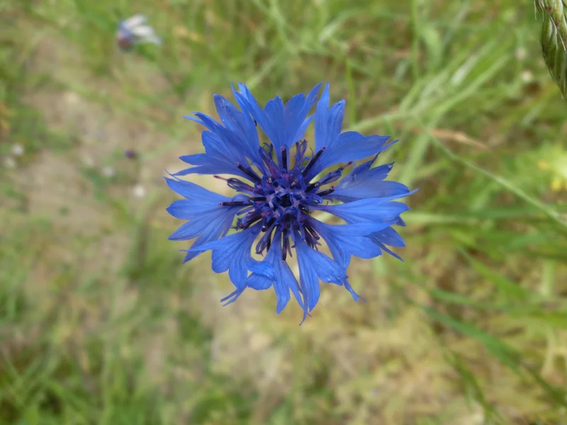 Cornflower growing in a UK garden