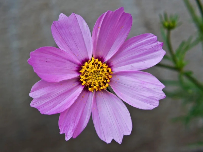 Cosmos growing in a UK garden