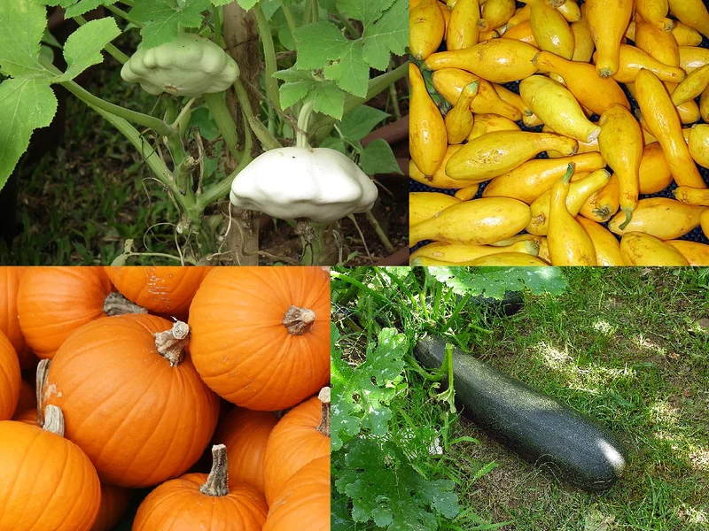 Courgette growing in a UK garden