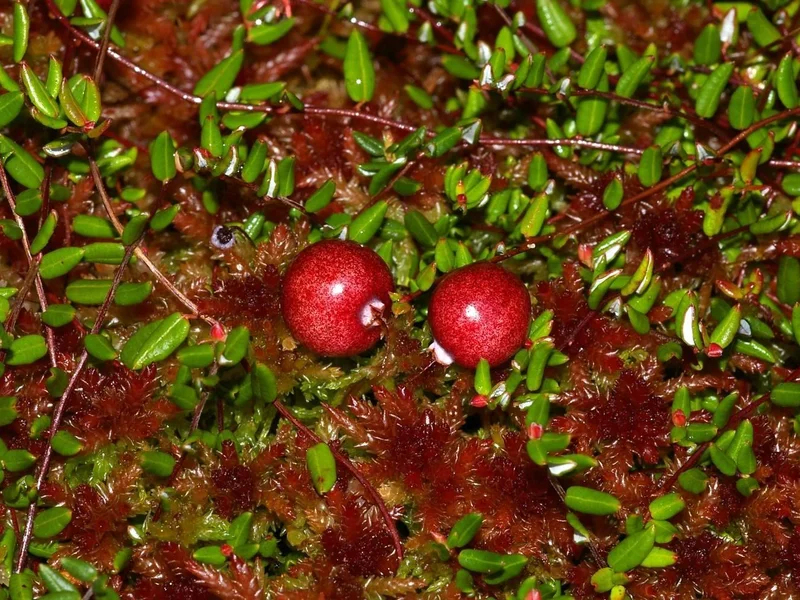 Cranberry growing in a UK garden
