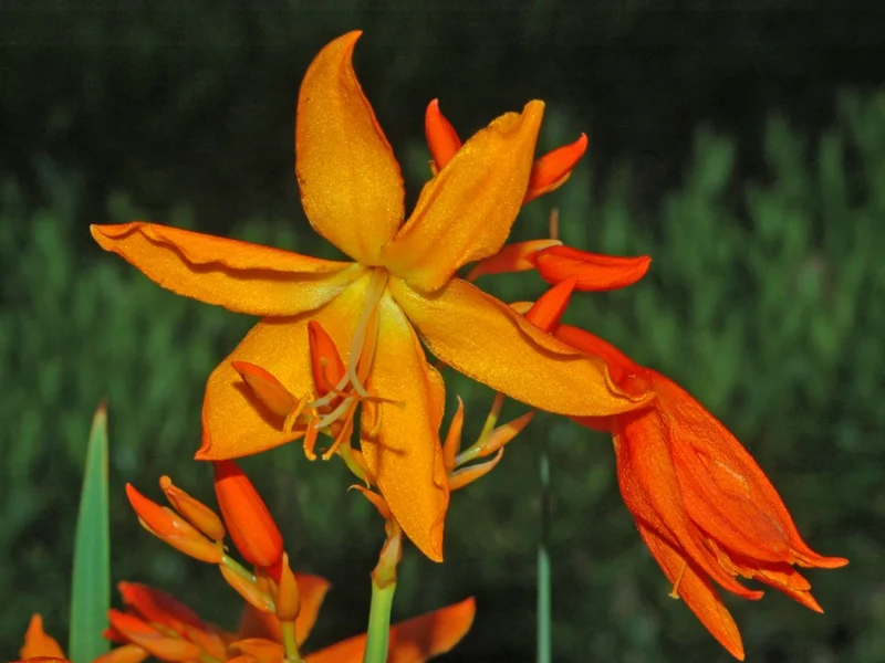 Crocosmia growing in a UK garden